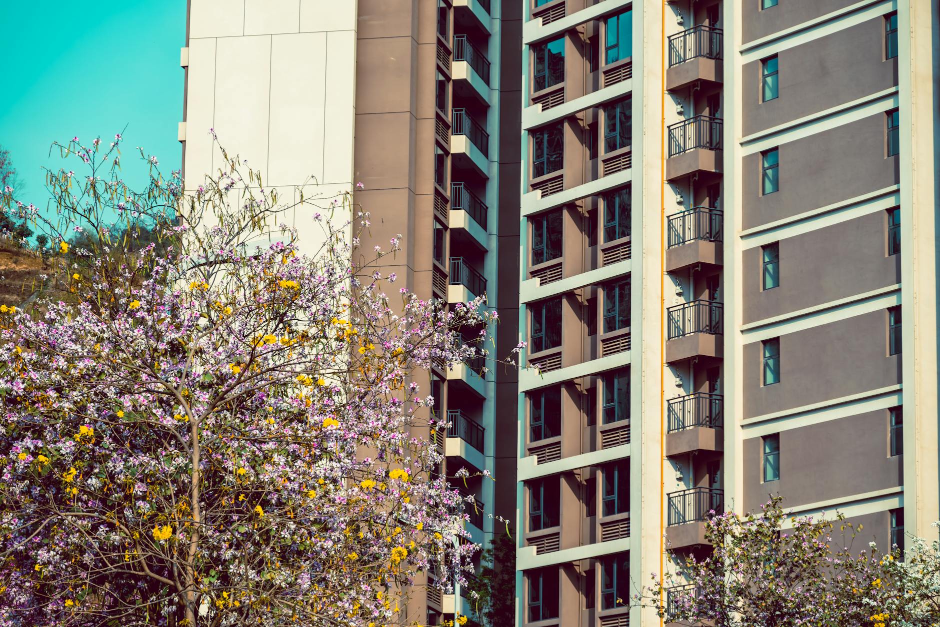 Jardines del Este - imagen 4